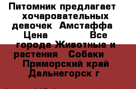 Питомник предлагает 2-хочаровательных девочек  Амстаффа › Цена ­ 25 000 - Все города Животные и растения » Собаки   . Приморский край,Дальнегорск г.